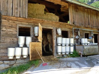 Kuhstall mit Milchkannen