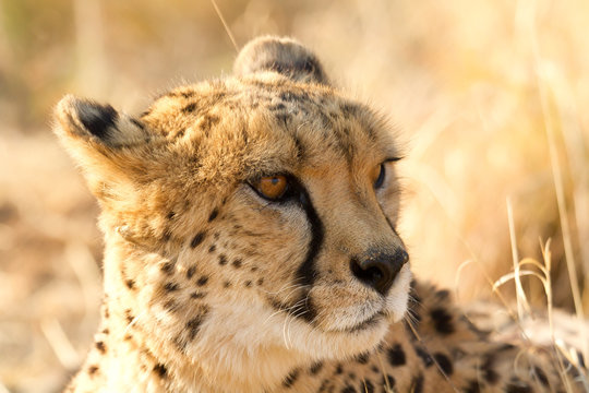 Gepard (Acinonyx jubatus), Portrait