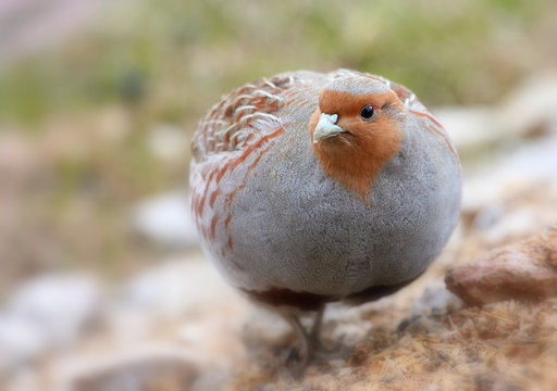 Kuropatwa (Perdix perdix) Grey Partridge