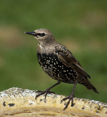 Juvenile starling