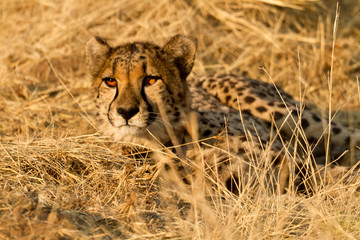 Gepard (Acinonyx jubatus), männlich