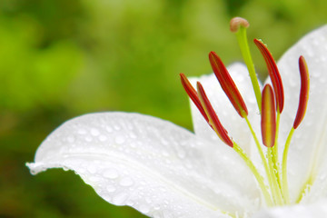 white lily flower © Swetlana Wall