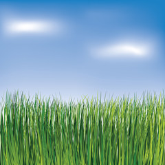 Fototapeta premium Green grass on the blue sky background