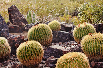 Golden Barrel Cactuses Desert Botanical Garden Phoenix Arizona