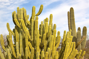 Organ Pipe Cactus Saguaro Desert Botanical Garden Phoenix Arizon