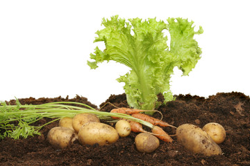 Lettuce, carrots and potatoes