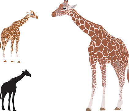 Vector isolated realistic giraffe
