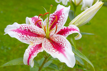 pink lily © Swetlana Wall