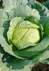 Fototapeta premium Cabbage on a field