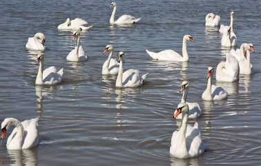 Swans