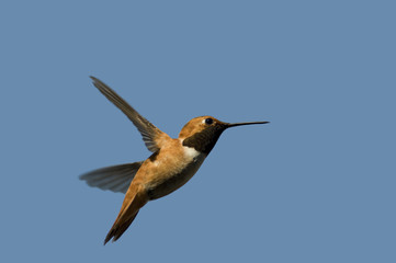Hummingbird