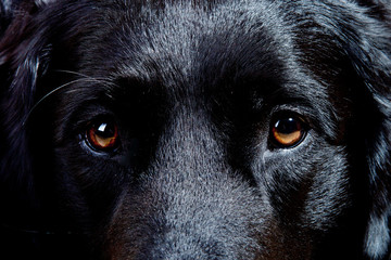 Augen Blick Labrador Retriever Mischling schwarz
