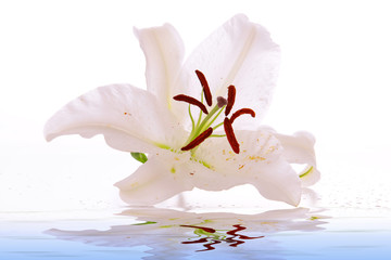 Wasser,Lilium