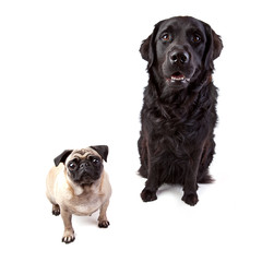 Obraz premium Labrador Retriever Mischlung und Mops im weissen Studio