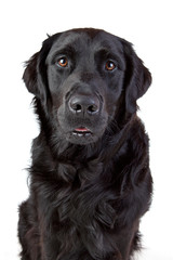 Labrador Retriever Mischling schwarz Porträt