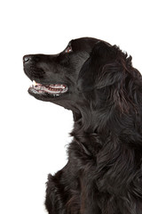 Labrador retriever Mischling im Profil © Meike Netzbandt