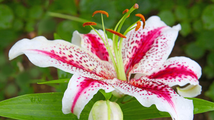 pink lily © Swetlana Wall