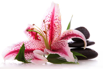 Steine,Lilium © Swetlana Wall