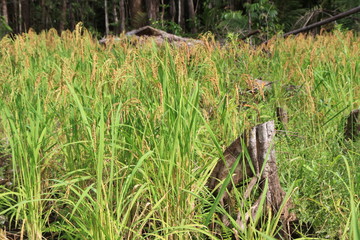 Champ de riz