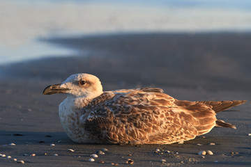 seagull