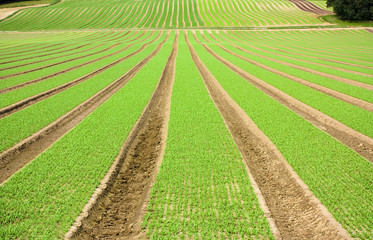 Farmland furrows with new planting in perspective
