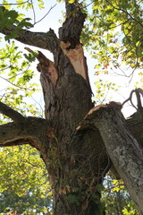Broken tree branches after a hurricane, Canada