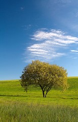 Obraz na płótnie Canvas Baum auf wiese