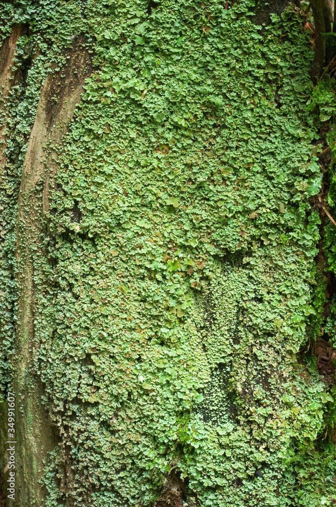 Canvas Prints Moss on the old trunk