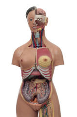 medical model of an human torso