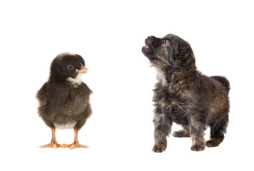 Cute puppy dog and a little chicken