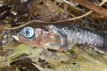 Dead stickleback, macro photo