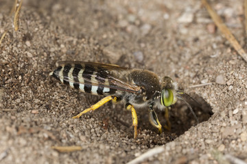Sand Wasp, Bembix rostrata digging hole
