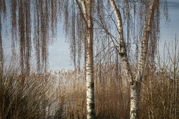 birch tree