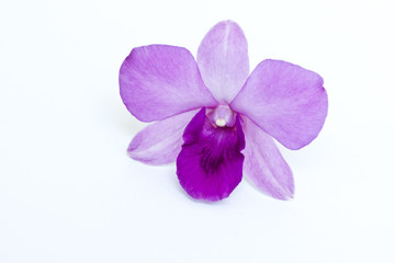 Fototapeta premium Purple orchid