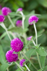 Fototapeta premium violet flower