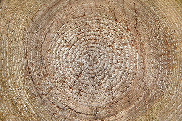 Naklejka premium tree trunk circles