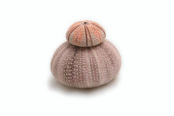 Sea Urchin