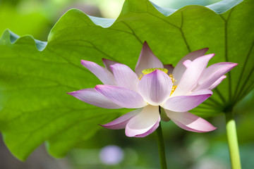 Obraz premium ハスの花