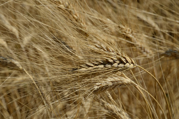Wheat field