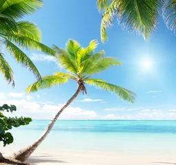 Crédence de cuisine en verre imprimé Plage et mer palmiers sur la plage des Caraïbes