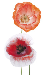 Fototapeta premium poppy