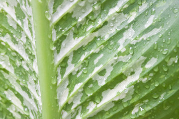 Croton © naratip1972