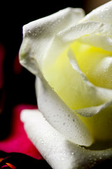 Close up white rose