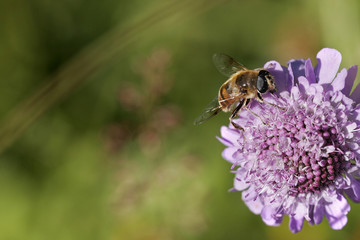 Abeille sur fleur, couleurs