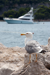 Gull watching a yacht at sea
