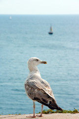 Gull watching a yacht at sea