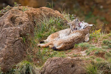 Two eurasian lynxes