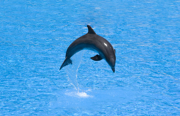 Dolphin in a jump