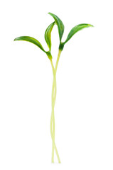 Fototapeta na wymiar Green seedlings isolated on the white