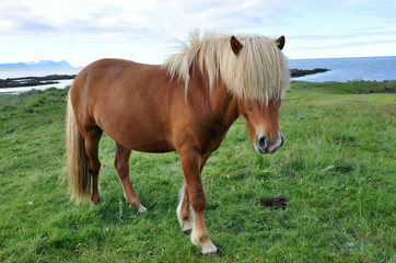 Naklejka na ściany i meble Islandzki koni